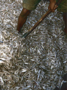 Sustaining Tonle Sap: An Assessment of Development Challenges Facing the Great Lake
