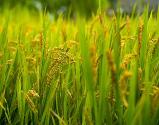 A roadmap for agricultural resilience in Savannakhet