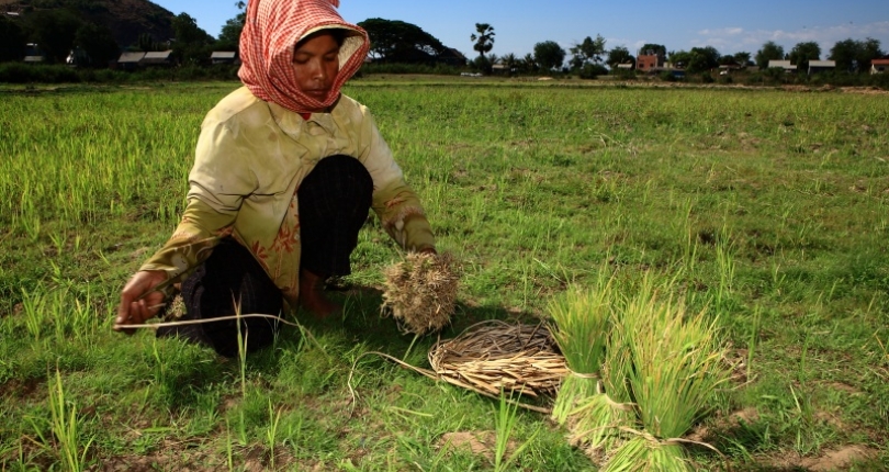 Rice farmers use rice straw as cooking fuel rather than open-burning