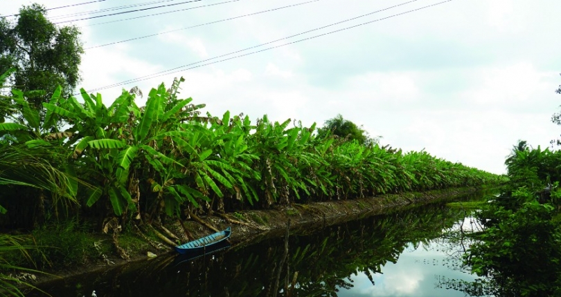 Wetlands save water for farmers in the Vietnam Delta