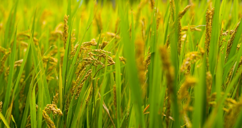 A roadmap for agricultural resilience in Savannakhet