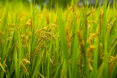 A roadmap for agricultural resilience in Savannakhet