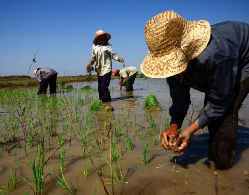 First steps toward wetland and agro-ecological farming recovery in the Mekong Region