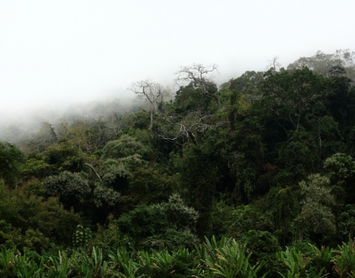 Invitation to session: Learning from green growth initiatives in Asia