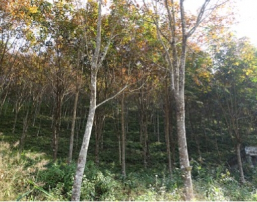 How rubber plantations are affecting local livelihoods in Myanmar: One woman’s story