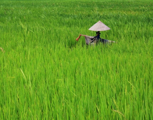 In the Mekong Region, climate change poses real threat to food security