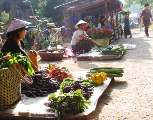 Chindwin Biodiversity Conservation Project to kick-off in Monywa, Myanmar on 14th June