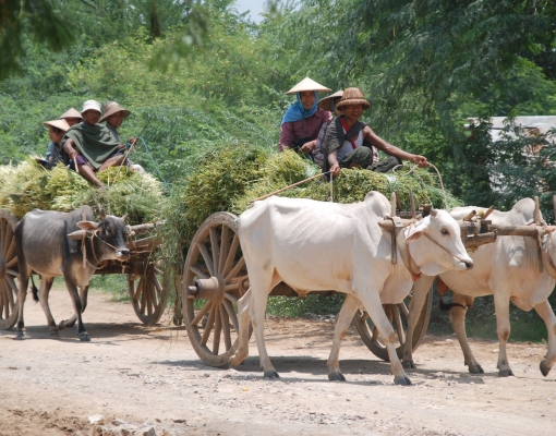 Climate change threats on food security in Asia: A look at Cambodia and Myanmar