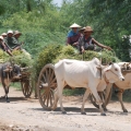 Climate change threats on food security in Asia: A look at Cambodia and Myanmar