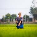 Saving water, saving livelihoods in the Mekong Delta