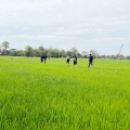 From skepticism to action: Savannakhet farmers embrace carbon credit scheme