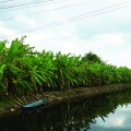 Wetlands save water for farmers in the Vietnam Delta